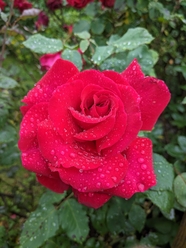 雨后红色娇艳玫瑰花开图片