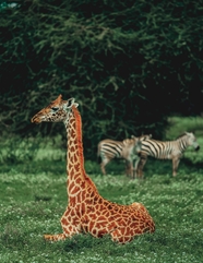 野生动物园草地斑马长颈鹿图片