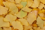 雨后黄色银杏树叶图片