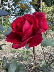 野生月季花蔷薇植物摄影图片