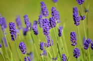 紫色薰衣草花植物摄影图片