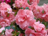 雨后粉色映山红杜鹃花图片