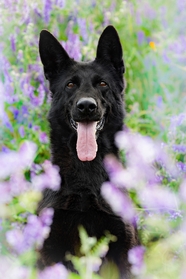 蹲坐在花丛中的黑色牧羊犬图片