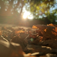 清晨阳光地面落叶图片