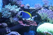 水族馆海底珊瑚观赏鱼图片