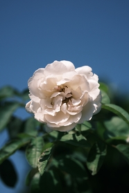 白色蔷薇花朵植物摄影图片