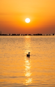 日暮黄昏夕阳余晖湖泊水鸟图片