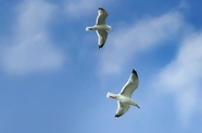 蓝色天空海鸥比翼双飞图片