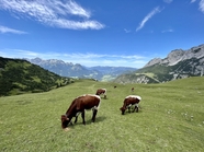 高山草地奶牛牛群吃草图片