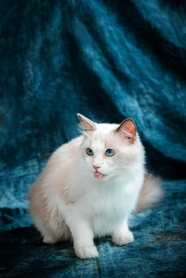 白色小萌猫写真摄影图片