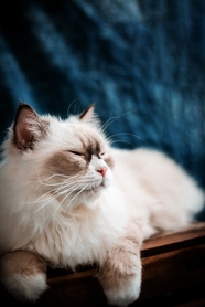 可爱白色金吉拉猫图片