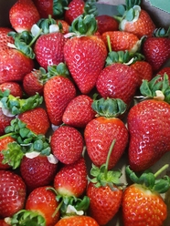 健康有机红色草莓摄影图片