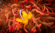 水下世界海葵小丑鱼摄影图片