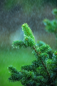 绿色云杉树下雨天摄影图片