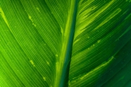绿色芭蕉叶纹理背景图片