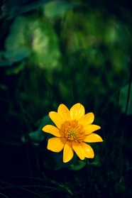 绿叶丛中绽放的黄色菊花图片