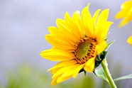 金灿灿的小向日葵花图片