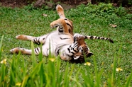 草地上嬉戏玩耍的大老虎图片