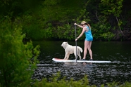 美女和狗站立式单桨冲浪图片