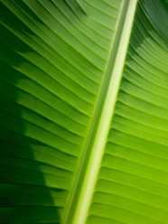 热带雨林芭蕉叶纹理摄影图片