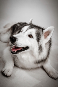 大型猎犬阿拉斯加雪橇犬图片