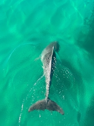 蓝色海洋海豚摄影图片