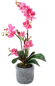 粉色蝴蝶兰盆栽植物摄影图片