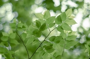 春天绿色小清新树叶摄影图片