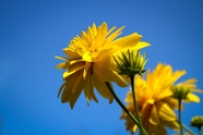 蓝色天空下的黄色金鸡菊图片