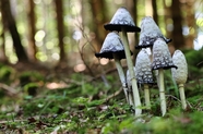 野生小伞蘑菇摄影图片
