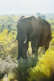 南非野生动物保护区大象摄影图片