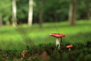绿色草地野生红蘑菇摄影图片