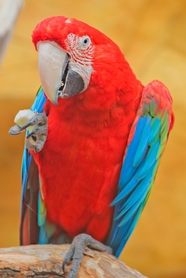 红色野生金刚鹦鹉摄影图片