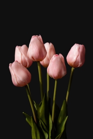 六枝粉色郁金香花束摄影图片