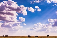 蓝天白云非洲大草原野生动物图片
