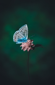 唯美蓝色斑纹蝴蝶摄影图片