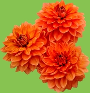 橙色大丽菊摄影图片