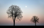 日暮黄昏枯树摄影图片
