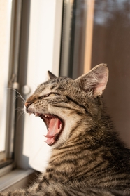 窗台龇牙咧嘴的小萌猫图片