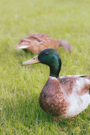 绿色草地水鸭家禽摄影图片