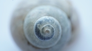 螺纹壳摄影图片