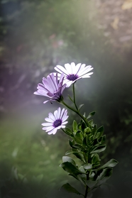 野生紫色小雏菊摄影图片