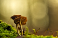 森林地面野生蘑菇摄影图片