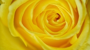 唯美黄色微距特写玫瑰花摄影图片