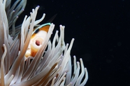 水族馆海葵小丑鱼摄影图片
