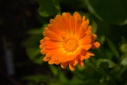 野生橙色金盏菊摄影图片