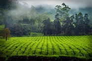 乡村田园绿色茶地茶树图片