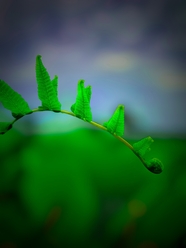 绿色蕨类植物叶子微距特写摄影图片