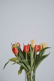 春天色彩斑斓郁金香插花图片