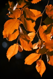 秋天红色乔木树叶摄影图片
